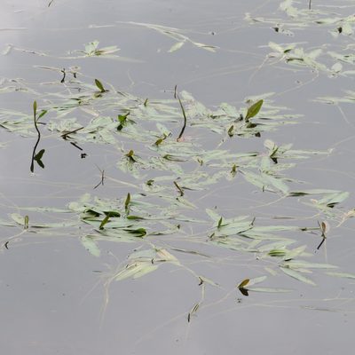 Persicaria amphibia, photographed by R Clarke