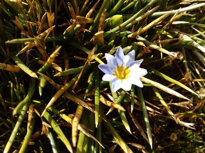 Gentiana sedifolia, photographed by Humber Alberto
