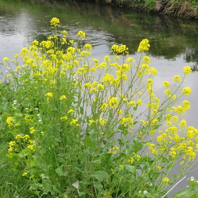 Brassica napus, photographed by R Clarke