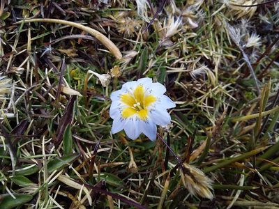 Gentiana sedifolia, photographed by Humber Alberto