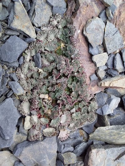 Nototriche obcuneata, photographed by Humber Alberto