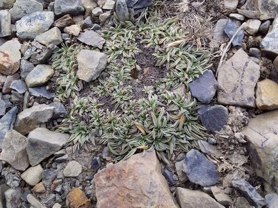 Erigeron rosulatus, photographed by Humber Alberto