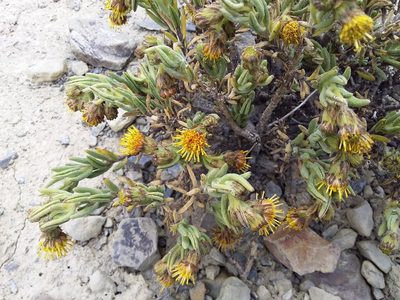 Senecio rufescens, photographed by Humber Alberto
