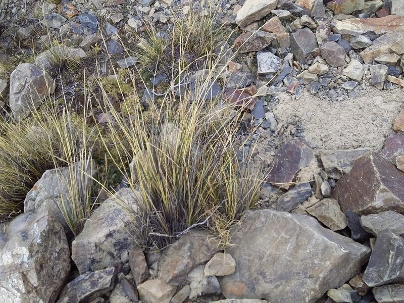 Festuca dolichophylla, photographed by Humber Alberto
