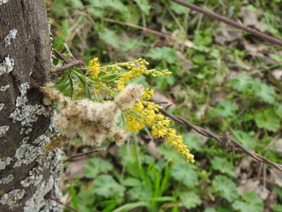 Solidago chilensis, photographed by Leonel Roget