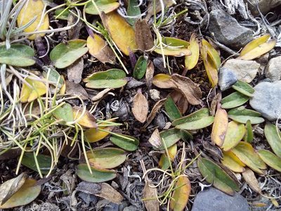 Azorella biloba, photographed by Humber Alberto