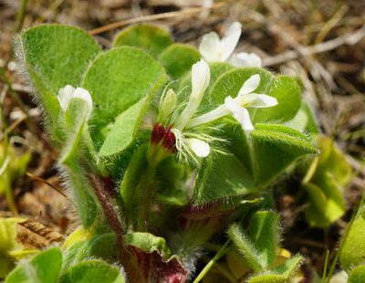 Trifolium subterraneum, photographed by Patrick Hacker