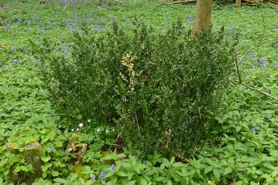 Ruscus aculeatus, photographed by Kevin Birch