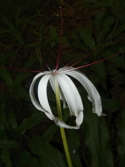 Crinum erubescens, photographed by Kai Squires