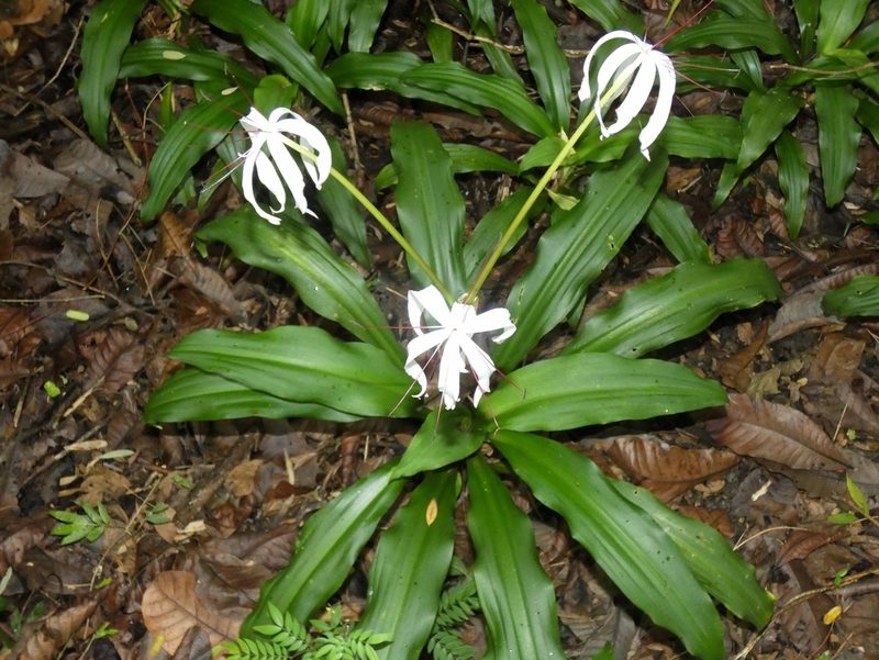 Crinum erubescens, photographed by Kai Squires