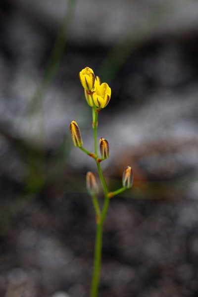 Eriospermum schlechteri, photographed by magriet b