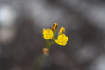 Eriospermum schlechteri, photographed by magriet b