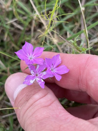 Phlox cuspidata, photographed by Cody Stricker