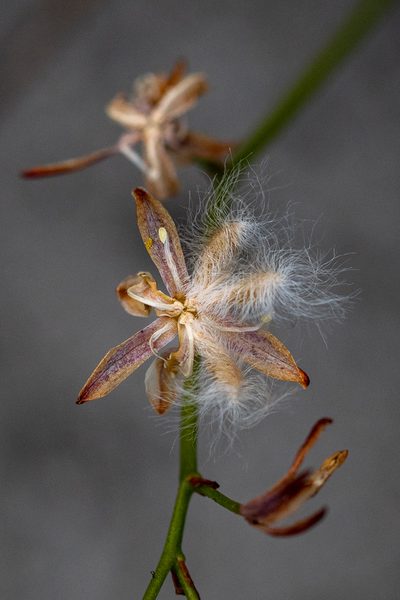 Eriospermum schlechteri, photographed by magriet b