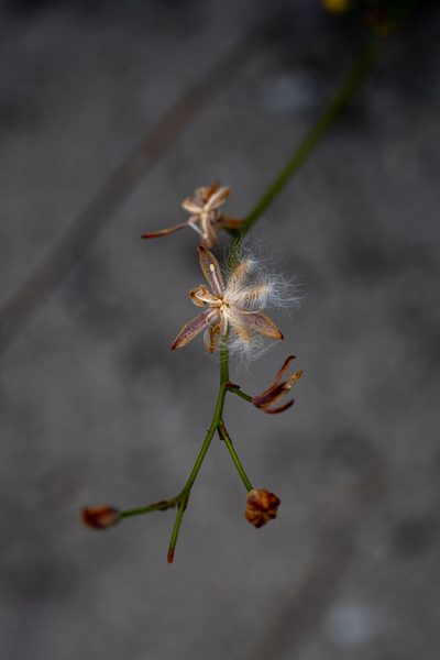 Eriospermum schlechteri, photographed by magriet b