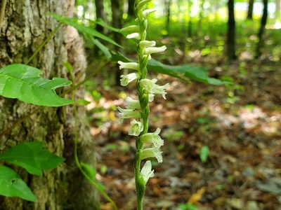 Spiranthes praecox, photographed by Samuel A Schmid, PhD, PWS