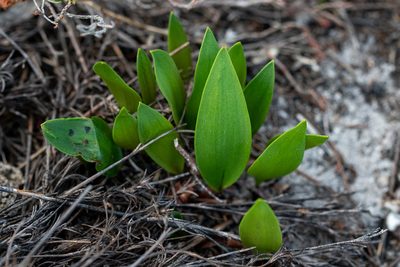 Eriospermum schlechteri, photographed by magriet b
