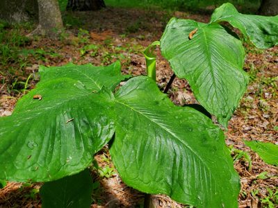 Arisaema quinatum, photographed by Samuel A Schmid, PhD, PWS