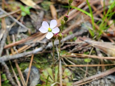 Drosera brevifolia, photographed by Samuel A Schmid, PhD, PWS