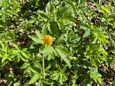 Ranunculus lanuginosus, photographed by Dorte Stokholm