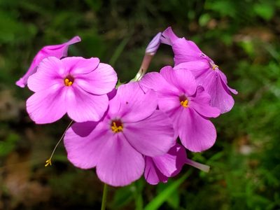 Phlox carolina, photographed by Samuel A Schmid, PhD, PWS