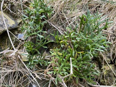 Crithmum maritimum, photographed by Elliott Gordon