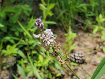 Orbexilum pedunculatum, photographed by Samuel A Schmid, PhD, PWS