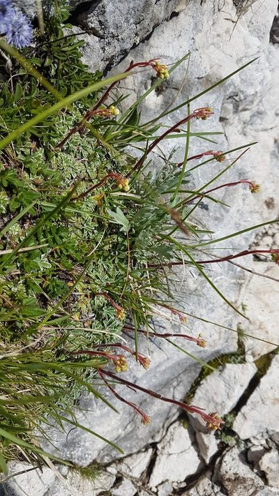 Saxifraga crustata, photographed by Aaron Iemma
