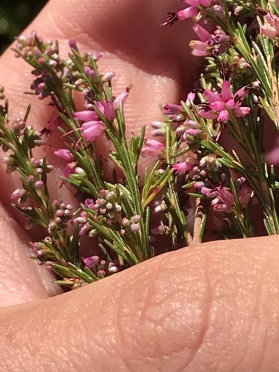 Erica quadrifida, photographed by Ren Hoekstra