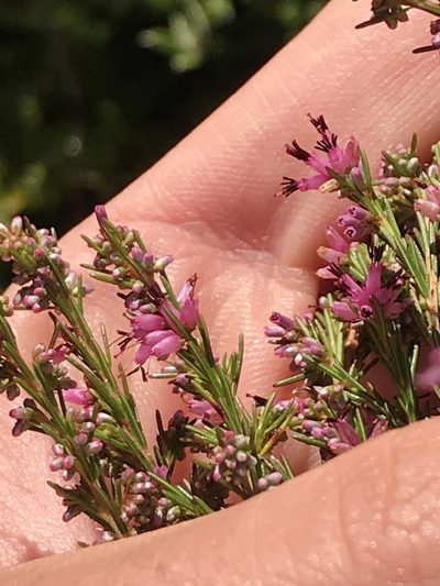Erica quadrifida, photographed by Ren Hoekstra