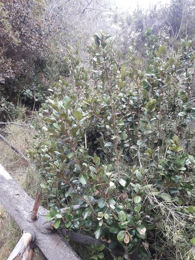 Myrceugenia correifolia, photographed by David Gutiérrez