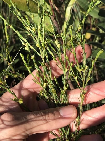 Thesium foliosum, photographed by Ren Hoekstra