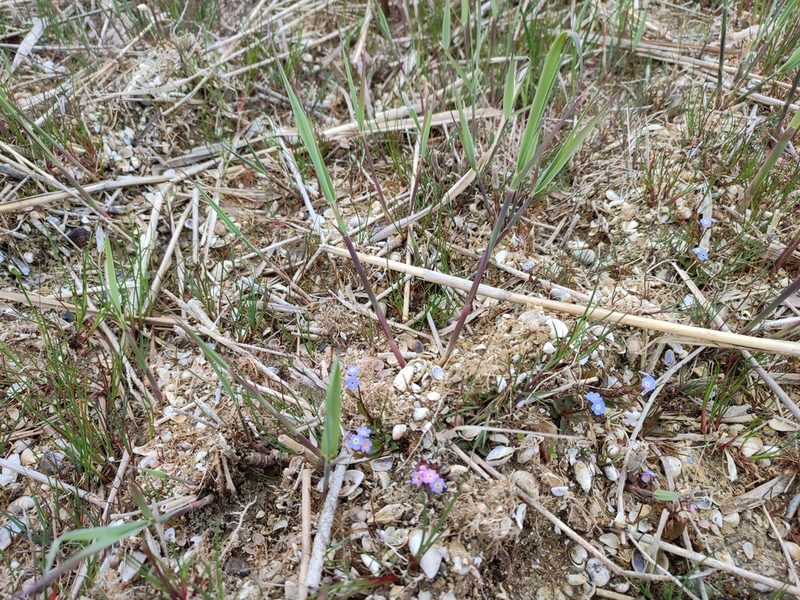 Myosotis rehsteineri, photographed by mrsnowdrop
