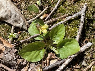 Viola rotundifolia, photographed by Tom Scavo