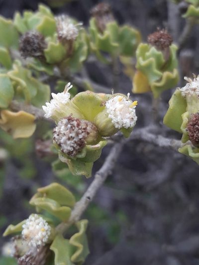 Baccharis macraei, photographed by David Gutiérrez