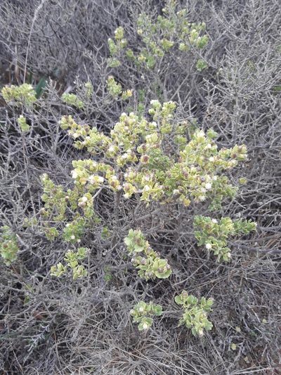 Baccharis macraei, photographed by David Gutiérrez