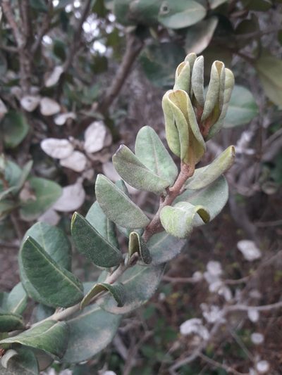 Myrceugenia correifolia, photographed by David Gutiérrez