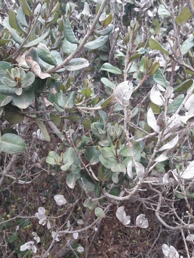 Myrceugenia correifolia, photographed by David Gutiérrez