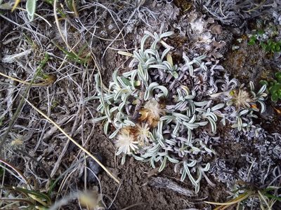 Mniodes pickeringii, photographed by Humber Alberto