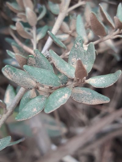 Myrceugenia rufa, photographed by David Gutiérrez