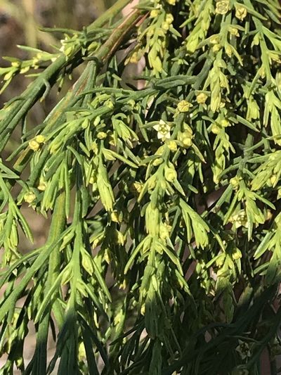 Thesium foliosum, photographed by Ren Hoekstra