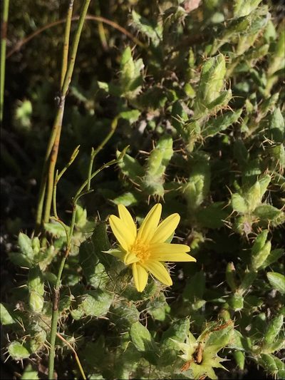 Cullumia aculeata, photographed by Ren Hoekstra