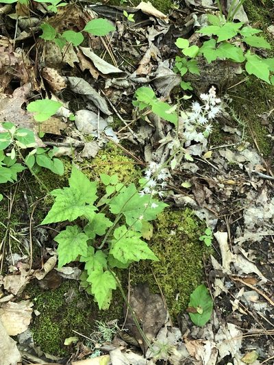Tiarella wherryi, photographed by Rosario Douglas