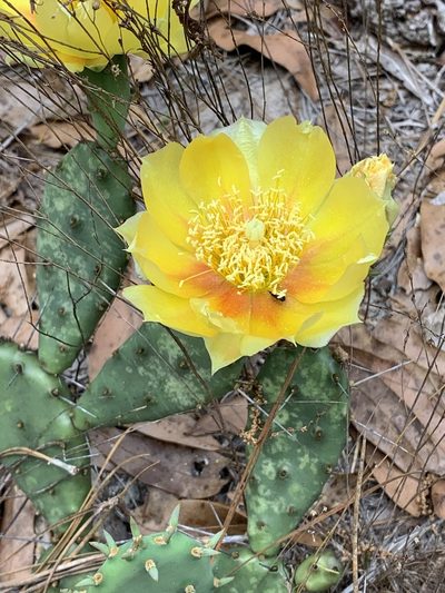 Opuntia nemoralis, photographed by Laura Clark
