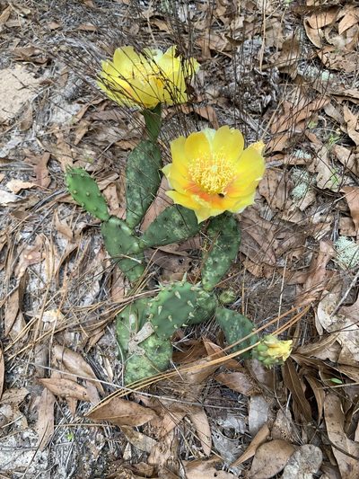 Opuntia nemoralis, photographed by Laura Clark