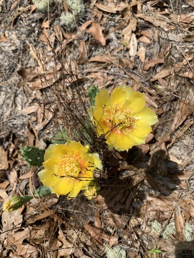Opuntia nemoralis, photographed by Laura Clark