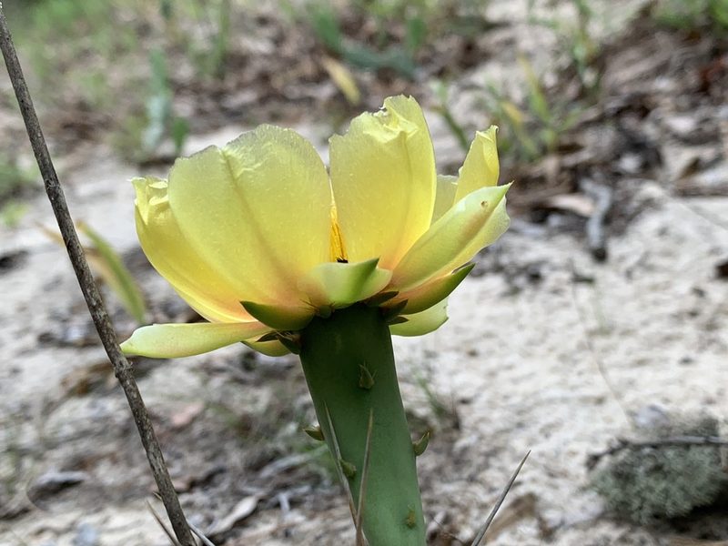 Opuntia nemoralis, photographed by Laura Clark
