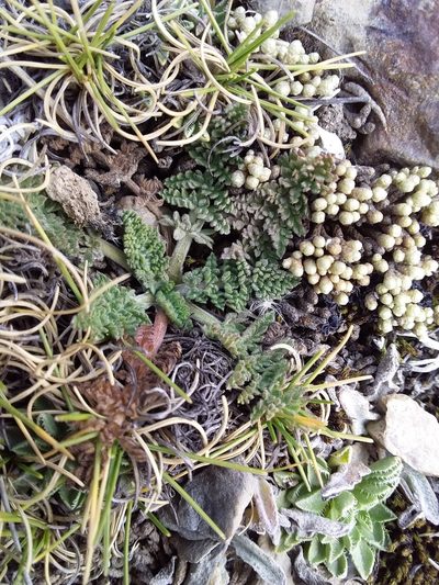 Chaerophyllum andicola, photographed by Humber Alberto