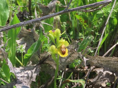 Ophrys lutea, photographed by Juan C. Espinosa