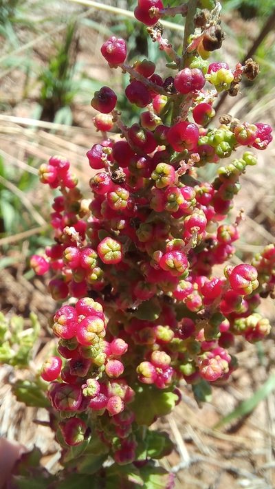Chenopodium retusum, photographed by JG